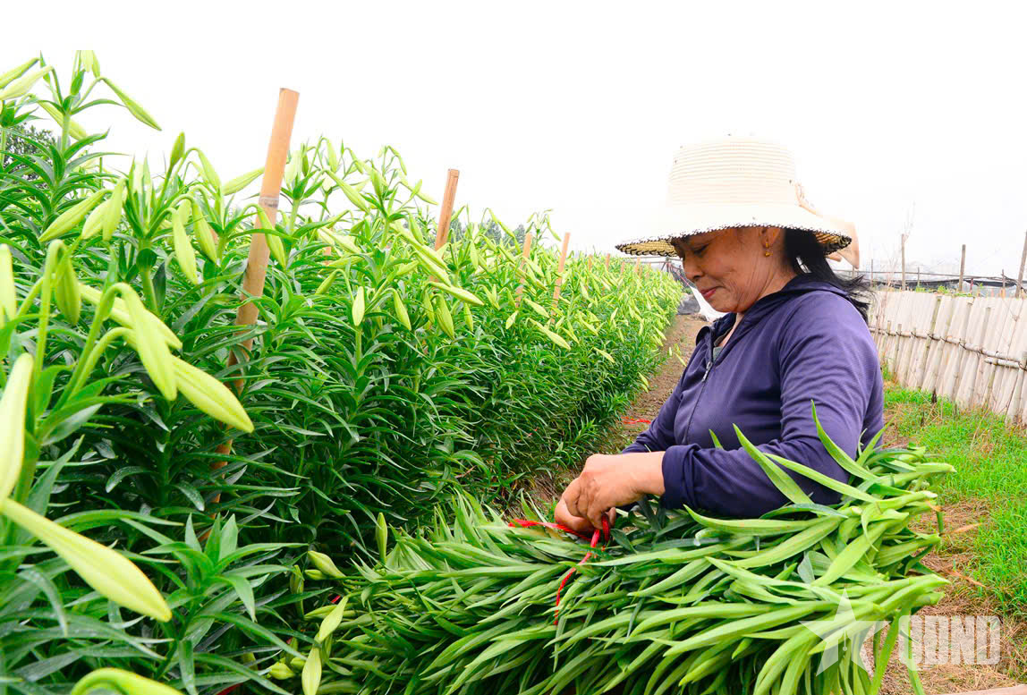 Mùa hoa loa kèn trên cánh đồng Tây Tựu